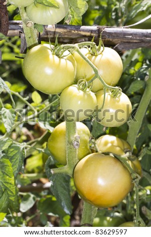Close view of the tomato vegetable on the farmland.