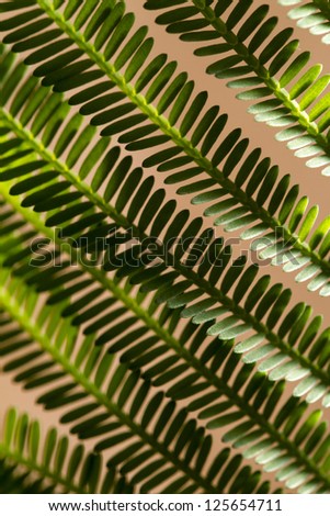 Close view of the beautiful leaf lines on a fern in the forest.
