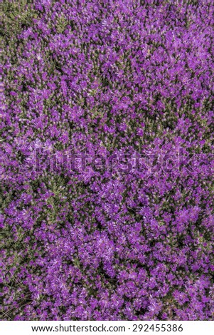 Close up view of a beautiful purple Vygie South African Succulent ground cover plant in the garden.
