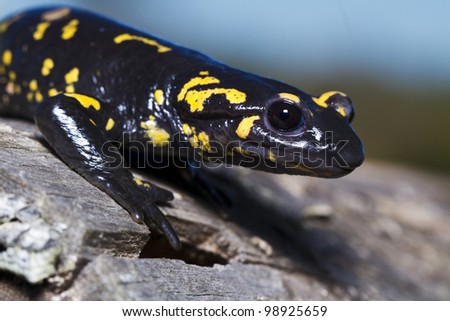 Close up view of a fire salamander in the nature.