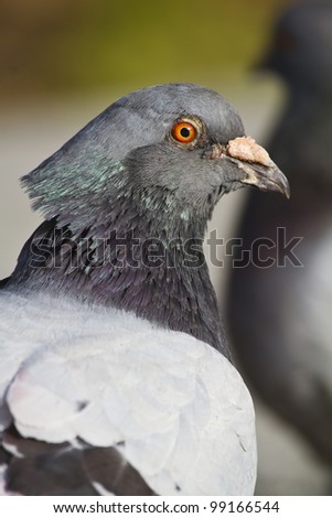 Close view of the head of a city pigeon.