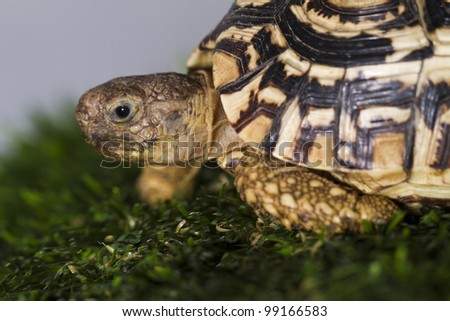 Close up view of a cute and small Leopard tortoise.
