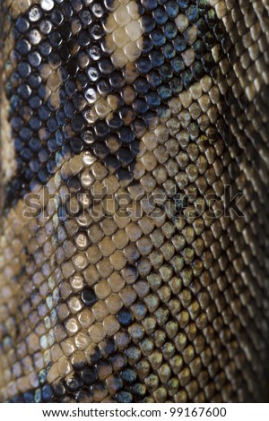 Close view of a beautiful skin texture of a boa constrictor.