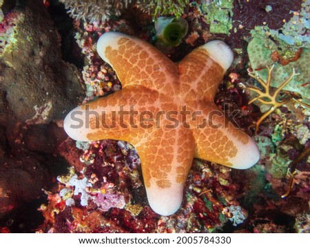 Shutterstock Puzzlepix