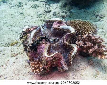 Giant clams (Tridacna gigas) are the largest living bivalve mollusks on a tropical coral reef near Puerto Galera, Oriental Mindoro, Philippines.  Underwater photography and marine life. Zdjęcia stock © 