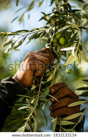olive harvest season, green fresh olives ready for olive oil extraction, closeup to tools used as well
traditional organic cultivation