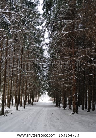 Pine tree road in winter forest