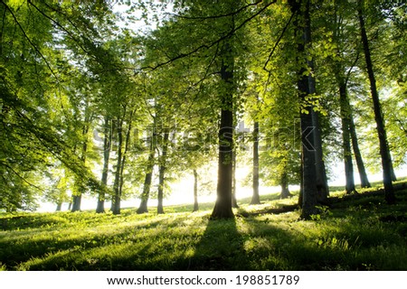 Similar – Image, Stock Photo grove Environment Nature