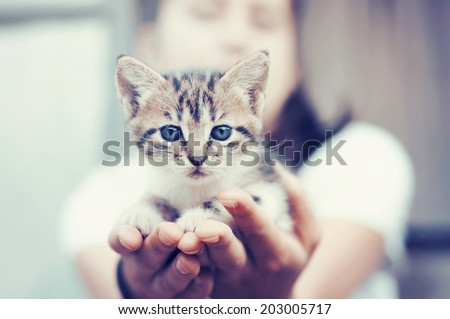 Little kitten held in hands, vintage toned.