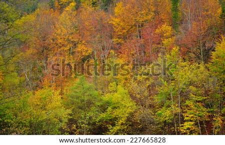 Autumn forest texture