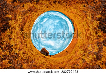 Stereographic panoramic projection of an orange field in the summer with an aesthetic tree. 360 degree panorama.