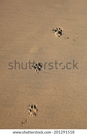 Dog footprints in the sand -