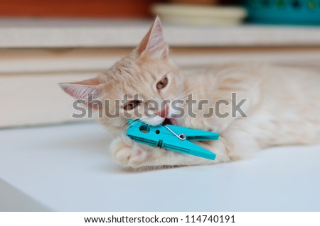 Cat playing with clothes peg