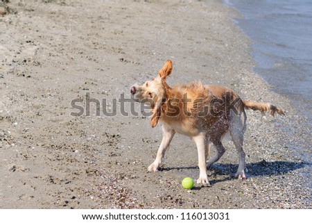 Wet dog shaking head on the beach