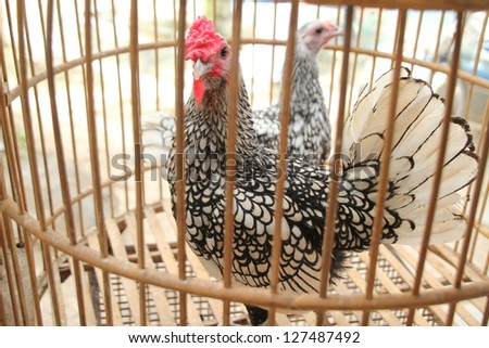 Caged Proud Rooster With Black and White Feathers For Sale at the Bird Market in Jogjakarta, Java Indonesia