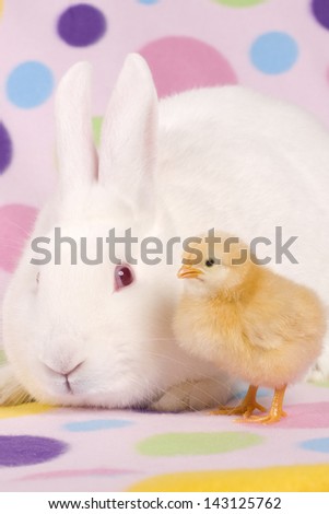 white bunny and baby chick on polka dotted background