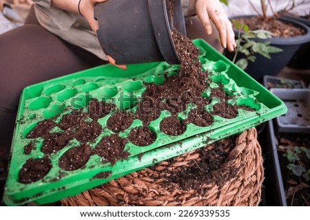 Similar – Image, Stock Photo Filled cultivated form of Osteospermum ecklonis, from South Africa