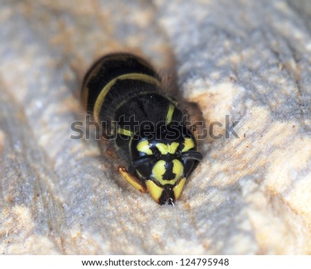 Black and Yellow Wasp Queen Hibernating in a Wood Nest - Frontal Shot