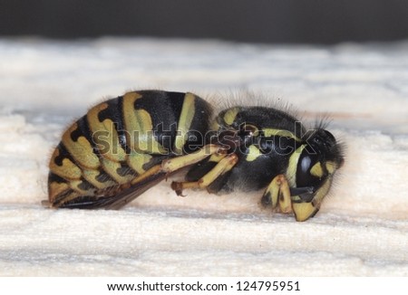 Black and Yellow Wasp Queen Hibernating in a Wood Nest - Side Shot