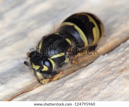 Black and Yellow Wasp Queen Hibernating in a Wood Nest - Overhead Frontal Shot