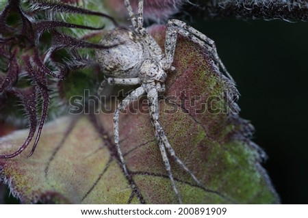 Brown and White Crab Spider Lurking on a Red and Green Sunflower Leaf