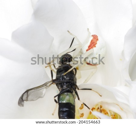 White and Magenta Crab Spider Biting a Black Wasp on the Neck inside of a White Rose Flower Petal