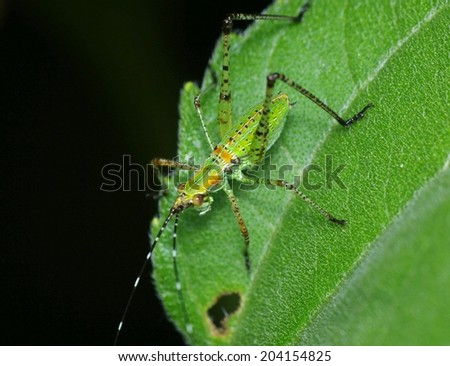 Light Green and Orange Grasshopper Nymph sitting on Green Leaf with Black Background