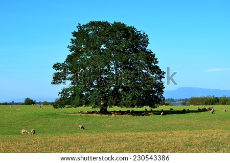 Mature Oak Tree in a Field of Grass with a Flock of Sheep in mid-day and a blue sky background.