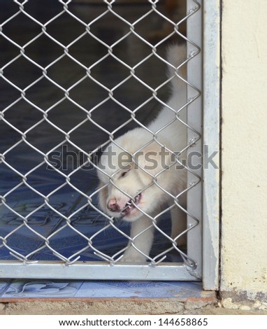 lonely dog in cage