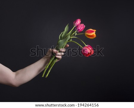 Man\'s hand holding a bouquet of red tulips on a black background.