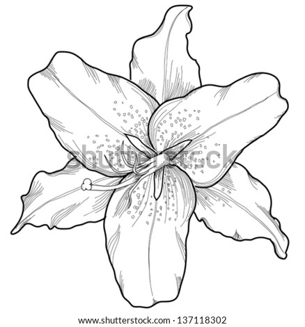 Lily Tattoo Black And Whitedenenasvalencia