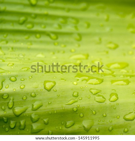 Natural green with water drops for background