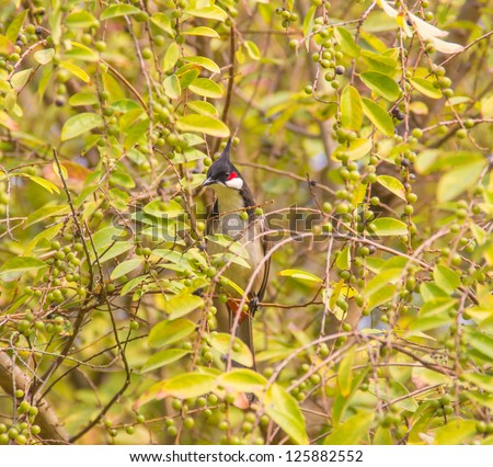 Pycnonotus jocosus--one of the beautiful bird in the wetland park