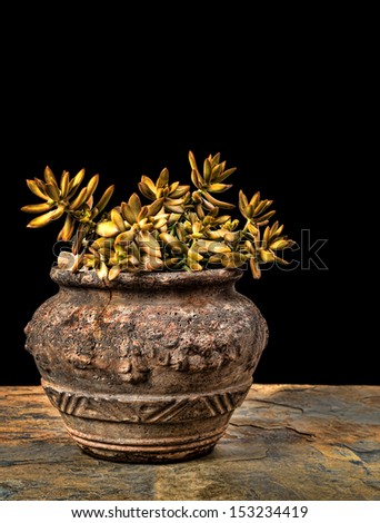 Sedum in an old cracked clay pot on slate against a black background