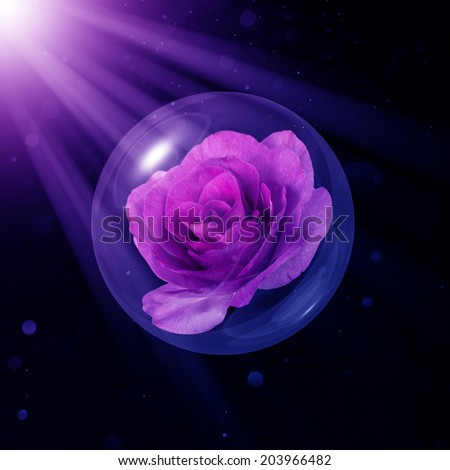 Melody Parume rose in a glass globe rays of light on a dark background