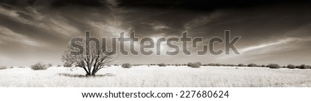 beautiful panorama of a wild field of grass with a tree in it done in monochrome