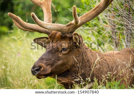 Adult male elk laying in the grass in Colorado