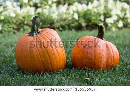 Two Fall pumpkins in the grass and flowers at the Fall Festival