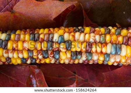 Indian Corn close up in red Autumn leaves