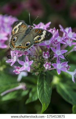 Buckeye Butterfly feeding on Pentas lanceolata