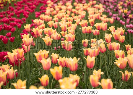A field of colorful tulips in Holland Michigan in Spring