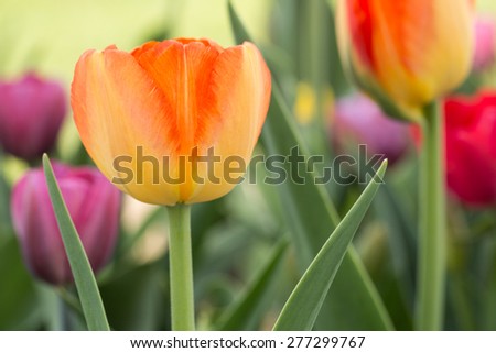 Close up of a yellow and orange tulip in Holland Michigan in May