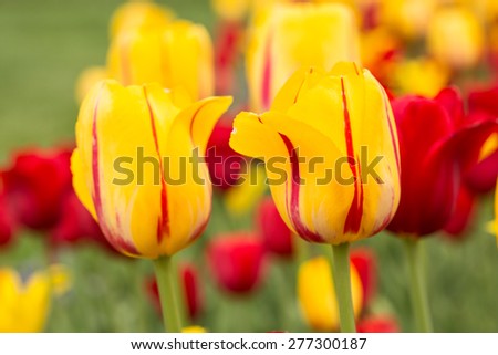 Yellow and red tulips in a field in Holland Michigan in spring
