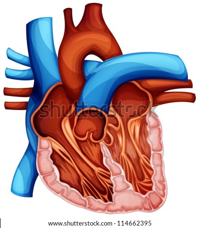 Illustration Of A Human Heart Cross Section - 114662395 : Shutterstock