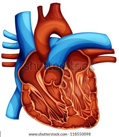 Cross Section Of The Human Heart Stock Vector Illustration 118550098 