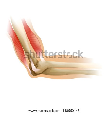 Diagram Of A Human Elbow Stock Vector Illustration 118550143 : Shutterstock