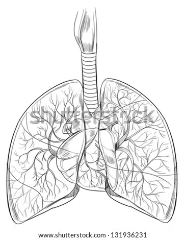 Outline Sketch Of The Human Lungs Stock Vector Illustration 131936231 ...