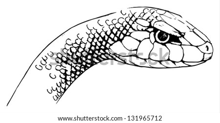 Illustration Of Oxyupanus Microlepidotus - Inland Taipan - 131965712 ...