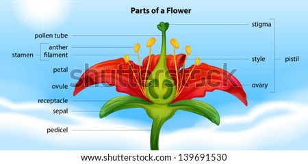 Illustration Showing The Anatomy Of A Flower - 139691530 : Shutterstock