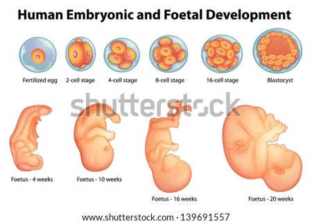 Illustration Showing Stages In Human Embryonic Development - 139691557 ...